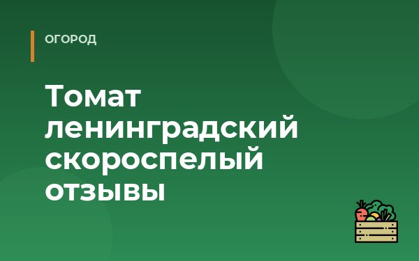 Томат ленинградский скороспелый отзывы