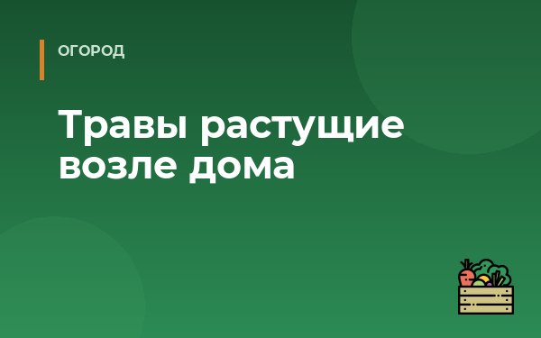 Травы растущие возле дома