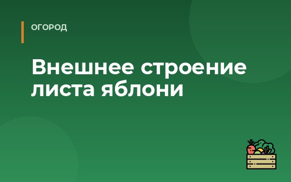 Внешнее строение листа яблони