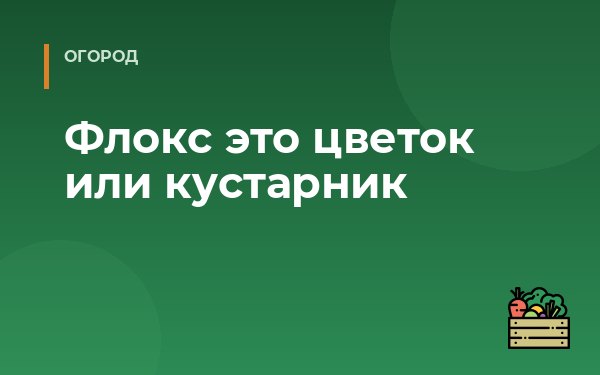 Флокс это цветок или кустарник