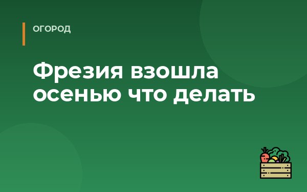 Фрезия взошла осенью что делать