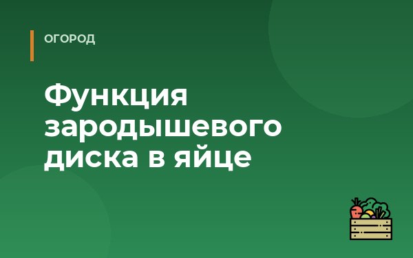Функция зародышевого диска в яйце