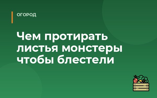 Чем протирать листья монстеры чтобы блестели