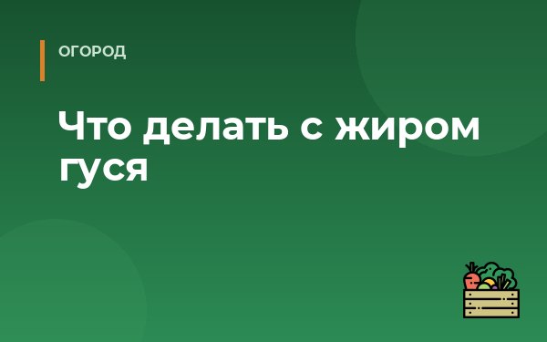 Что делать с жиром гуся