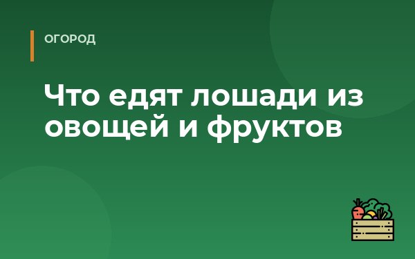 Что едят лошади из овощей и фруктов