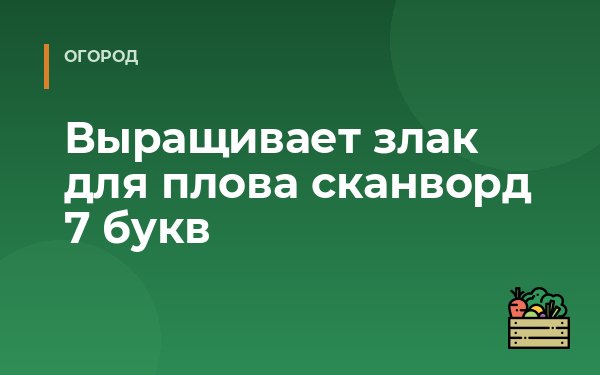 Выращивает злак для плова сканворд 7 букв