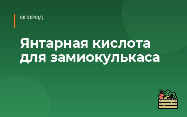 Янтарная кислота для замиокулькаса