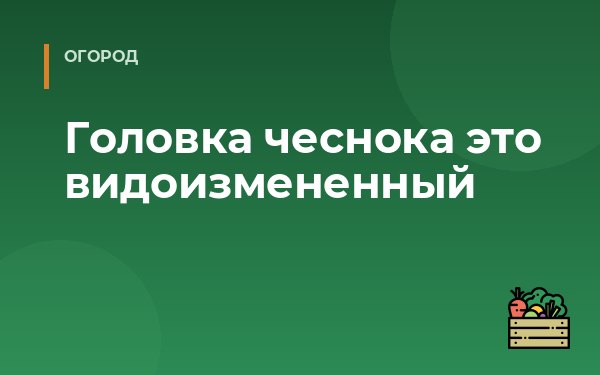 Головка чеснока это видоизмененный
