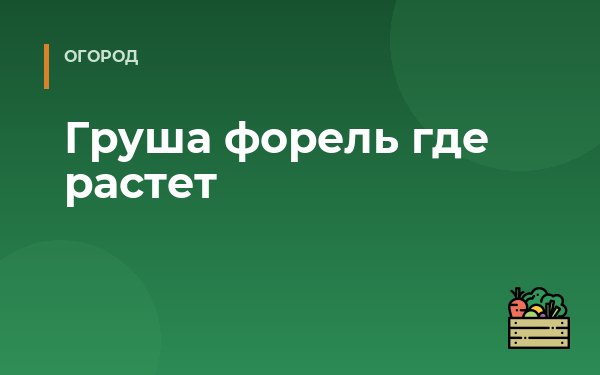 Груша форель где растет
