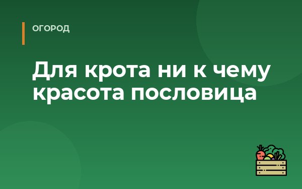 Для крота ни к чему красота пословица