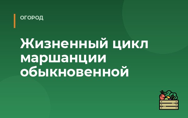 Жизненный цикл маршанции обыкновенной