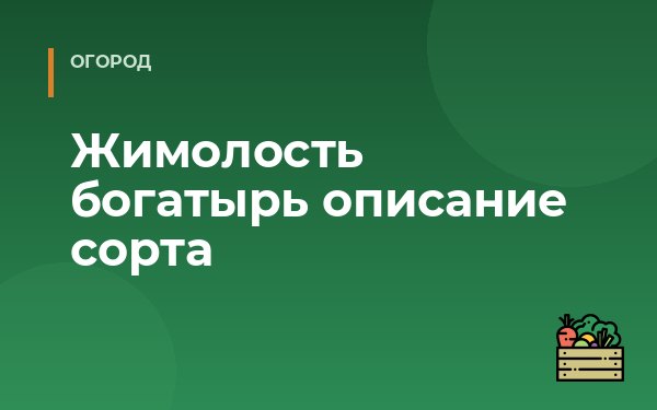 Жимолость богатырь описание сорта