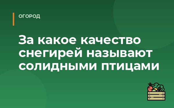 За какое качество снегирей называют солидными птицами