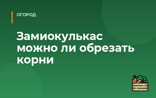 Замиокулькас можно ли обрезать корни