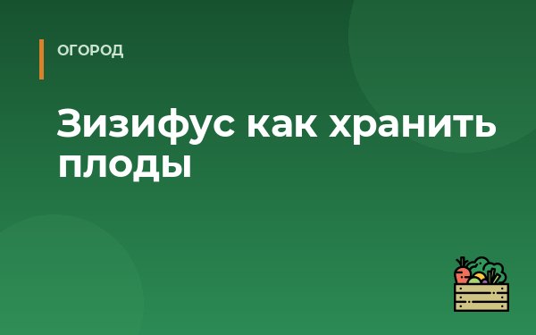 Зизифус как хранить плоды