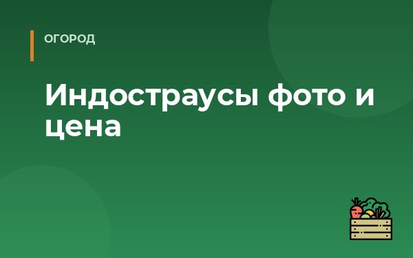 Индостраусы фото и цена