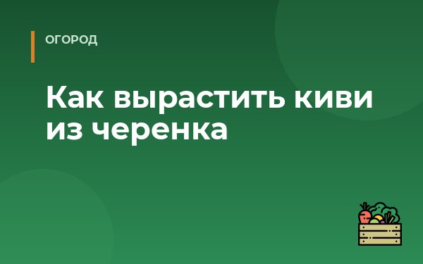 Как вырастить киви из черенка