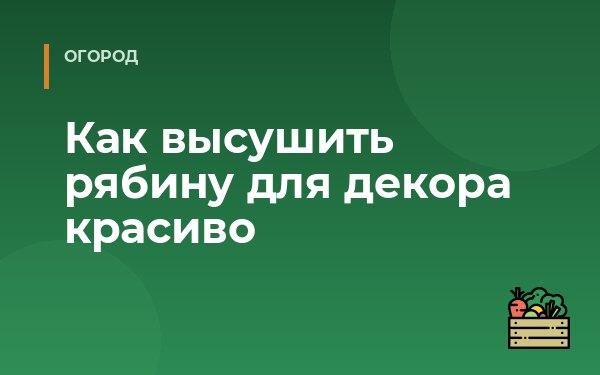 Как высушить рябину для декора красиво