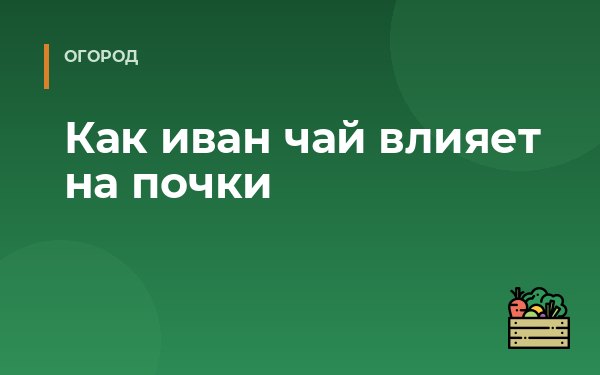 Как иван чай влияет на почки