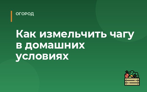 Как измельчить чагу в домашних условиях