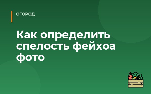 Как определить спелость фейхоа фото