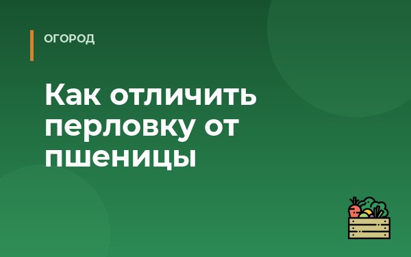 Как отличить перловку от пшеницы