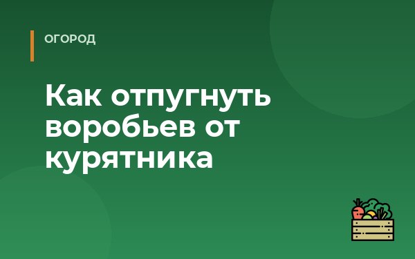 Как отпугнуть воробьев от курятника