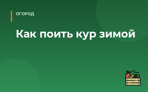 Как поить кур зимой