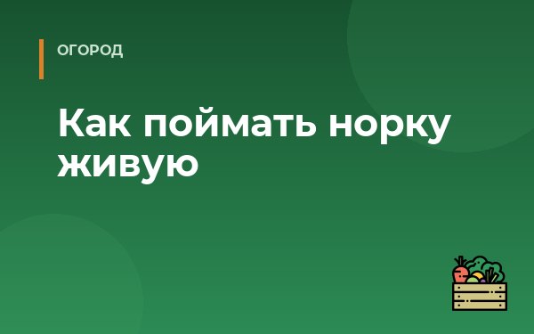 Как поймать норку живую