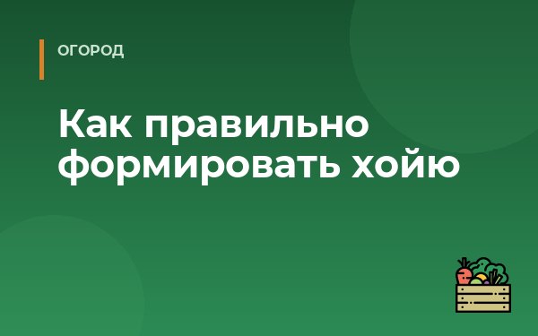 Как правильно формировать хойю