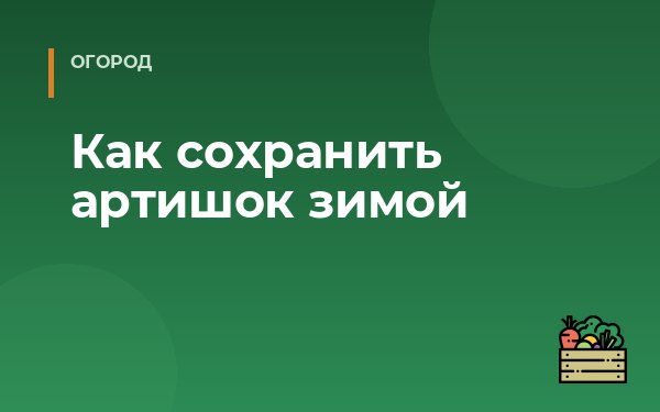Как сохранить артишок зимой