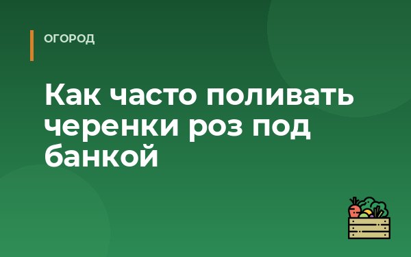 Как часто поливать черенки роз под банкой