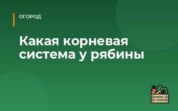 Какая корневая система у рябины