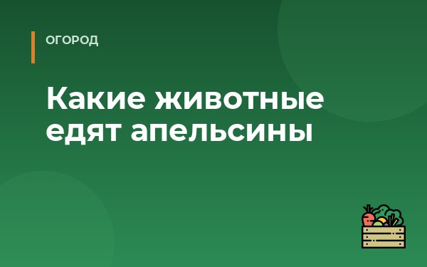 Какие животные едят апельсины