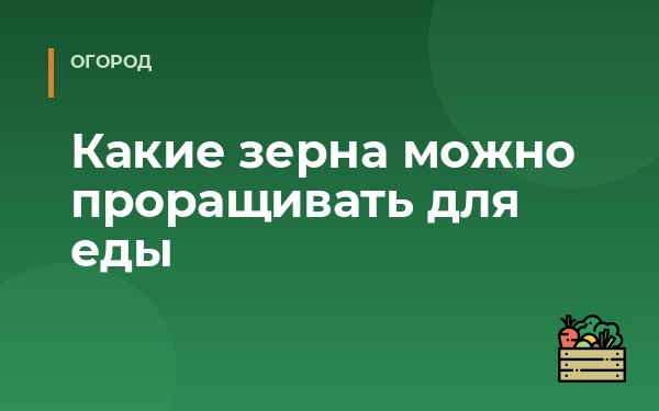 Какие зерна можно проращивать для еды