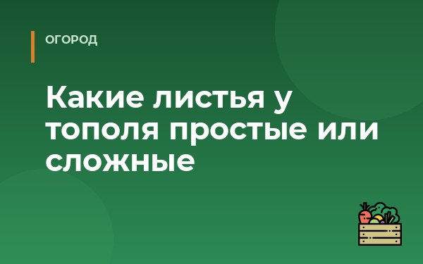 Какие листья у тополя простые или сложные
