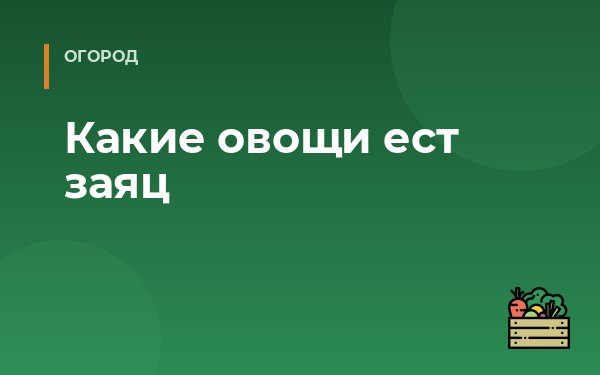 Какие овощи ест заяц