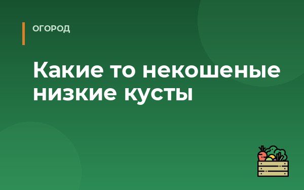 Какие то некошеные низкие кусты