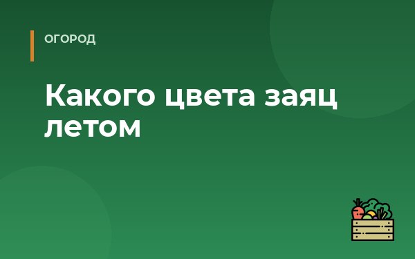Какого цвета заяц летом