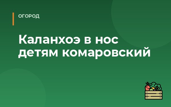 Каланхоэ в нос детям комаровский