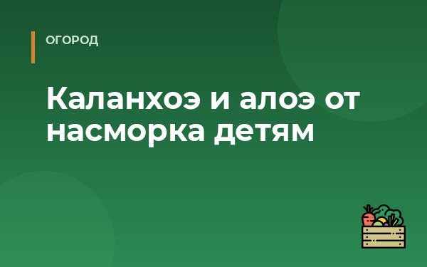 Каланхоэ и алоэ от насморка детям