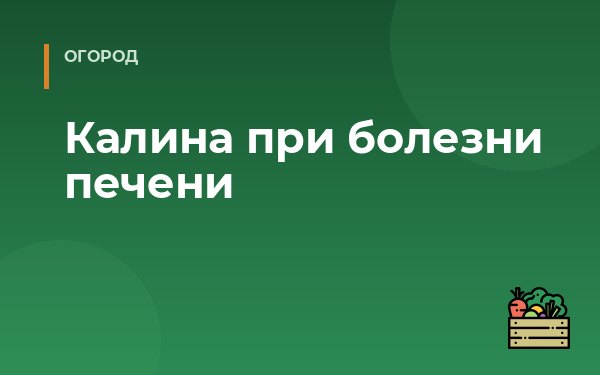 Калина при болезни печени
