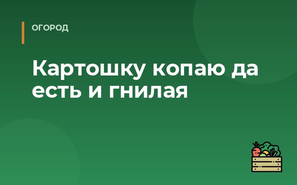 Картошку копаю да есть и гнилая
