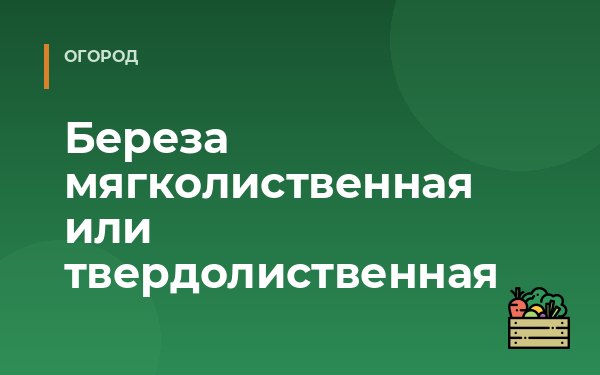Береза мягколиственная или твердолиственная