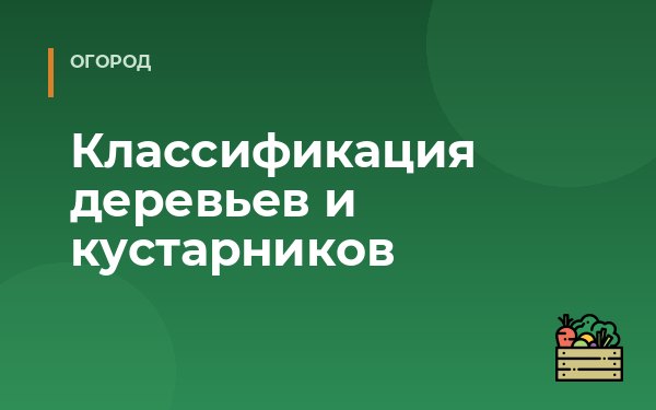 Классификация деревьев и кустарников