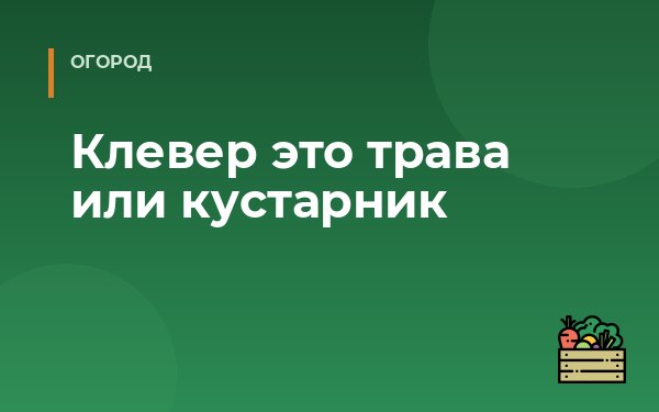 Клевер это трава или кустарник