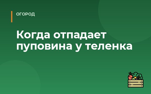 Когда отпадает пуповина у теленка
