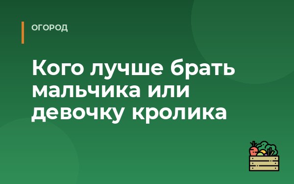 Кого лучше брать мальчика или девочку кролика