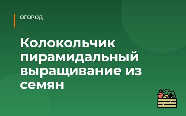 Колокольчик пирамидальный выращивание из семян