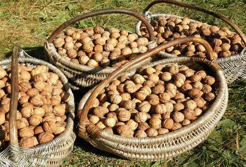 Сушка грецких орехов в электросушилке — изображение 4